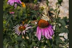 Silver Spotted Skipper & Swallowtail, Eastern Tiger on Cone Flower