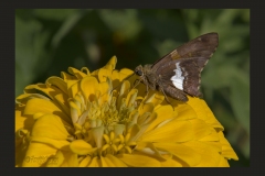 Silver Spotted Skipper on Coreopsis