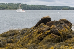 Kelp Strewn Shore Rocks