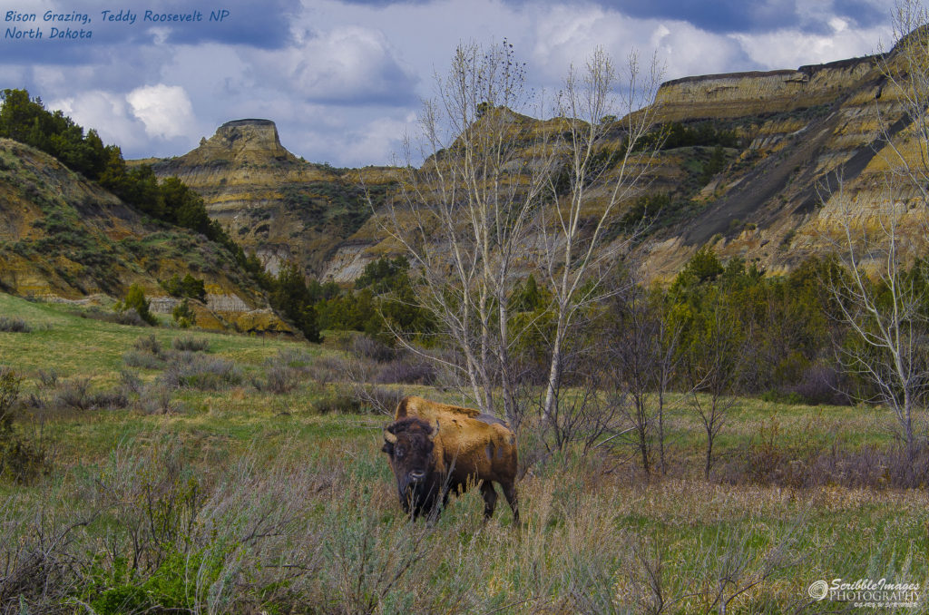 My Friend, Bison Bill