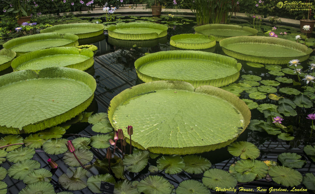 Amazon Waterlilies