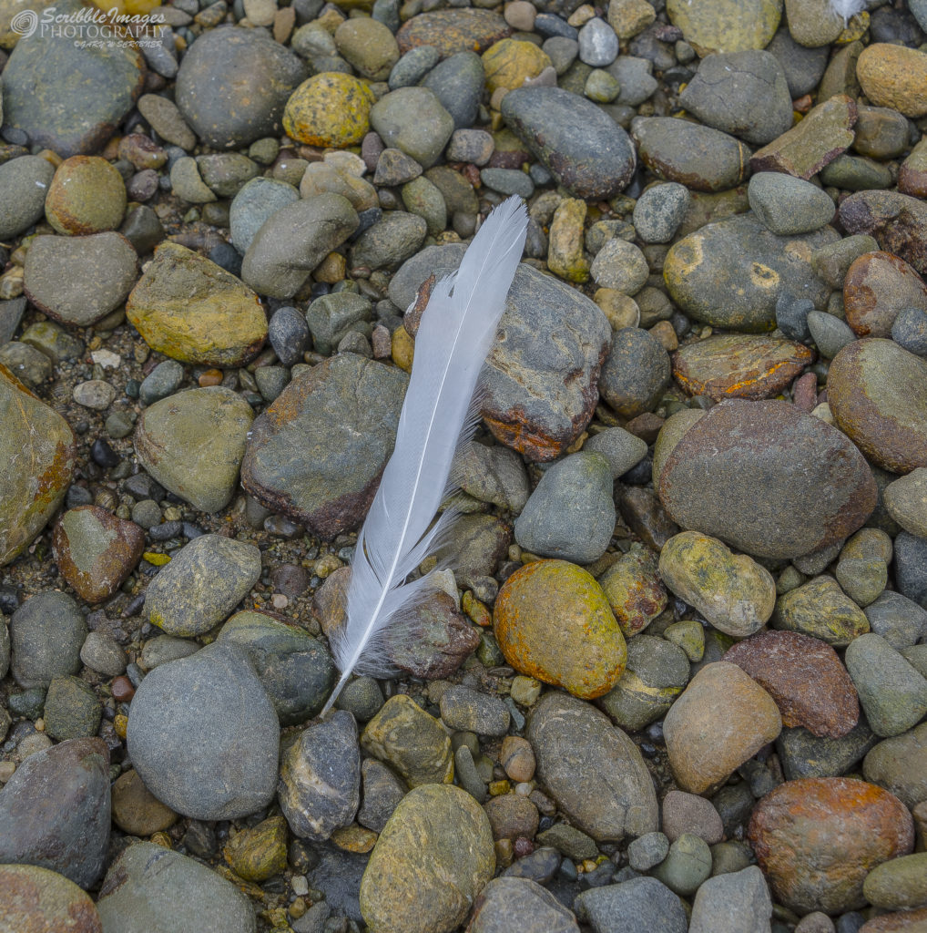 Feather on Pebbles