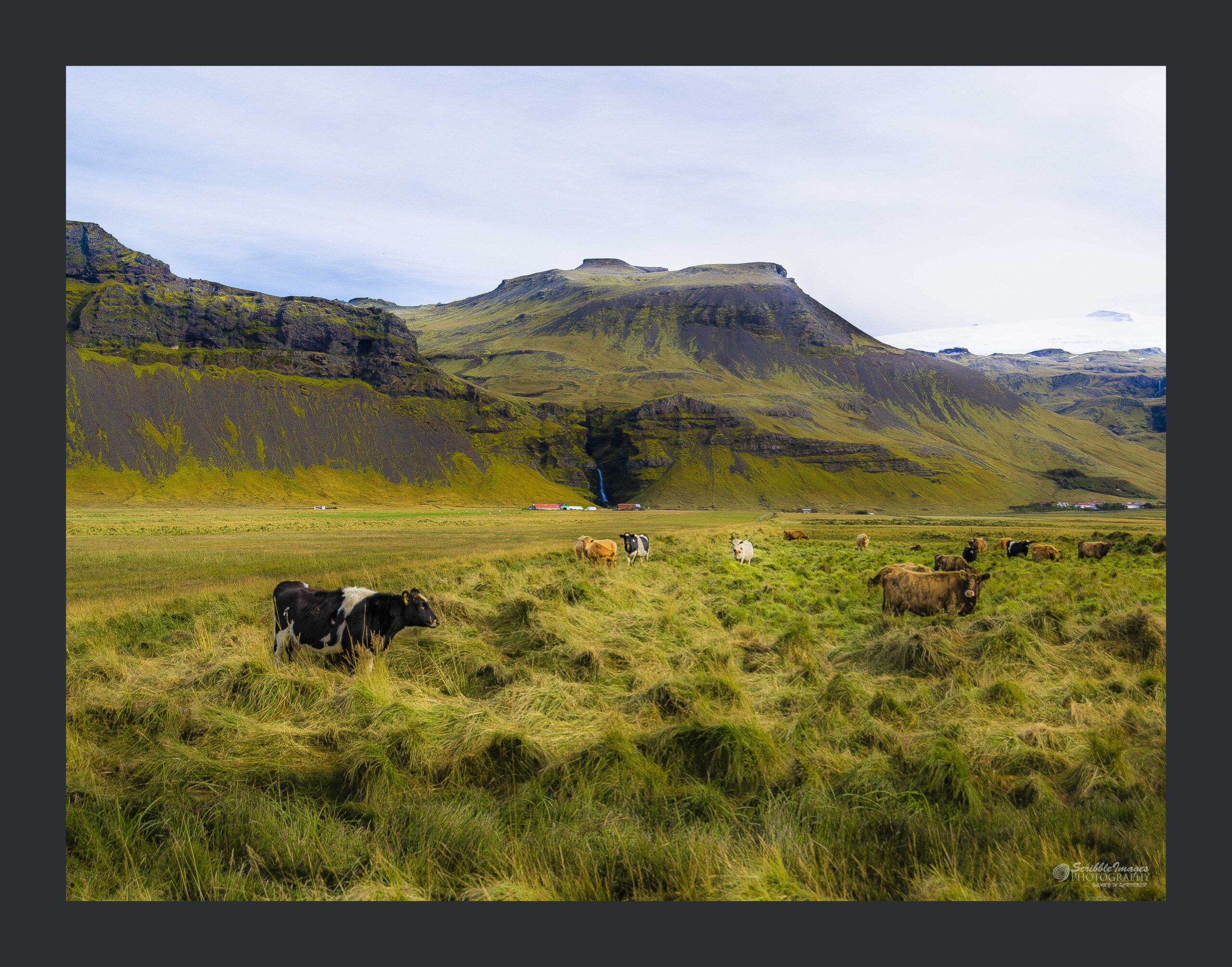 Happy Icelandic Cows