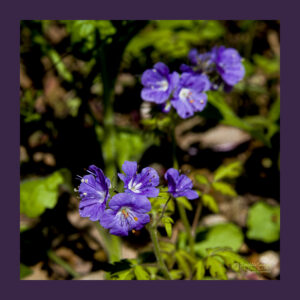 _D854526_Purple Flower 8x8