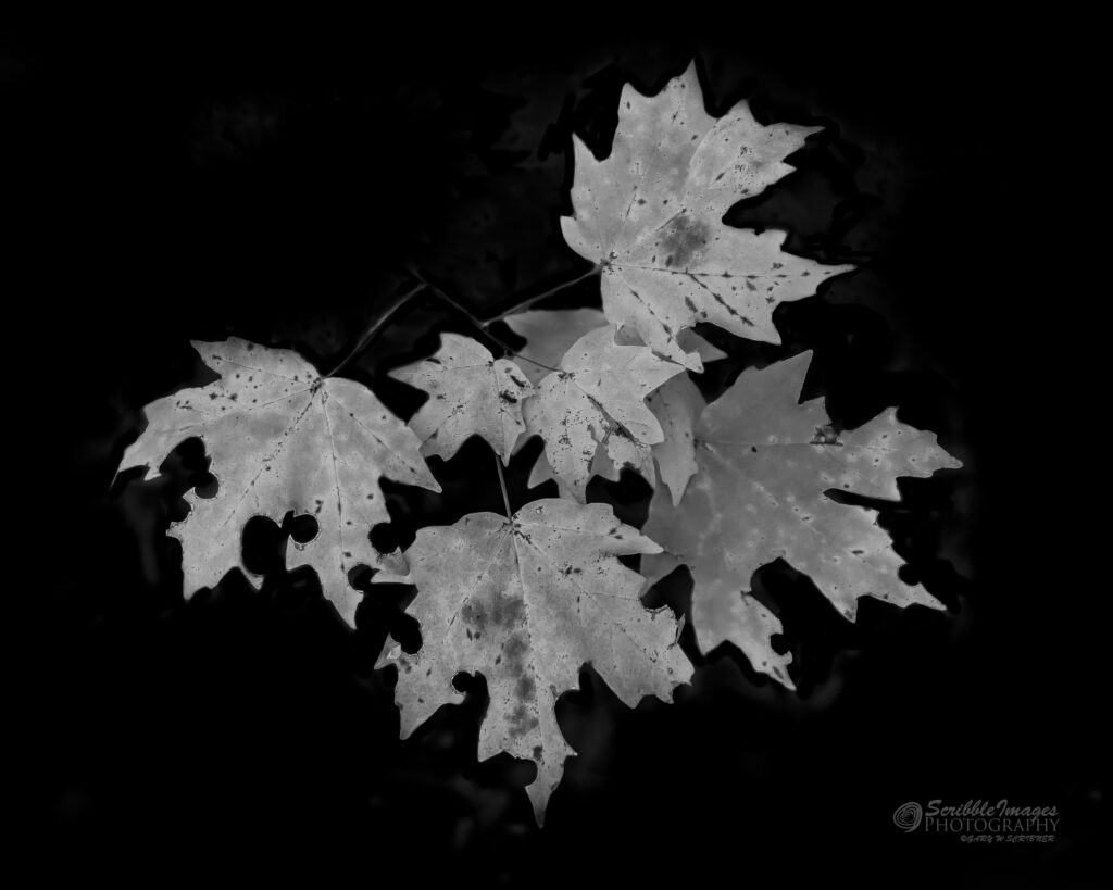 Maple Leaves. ACLT