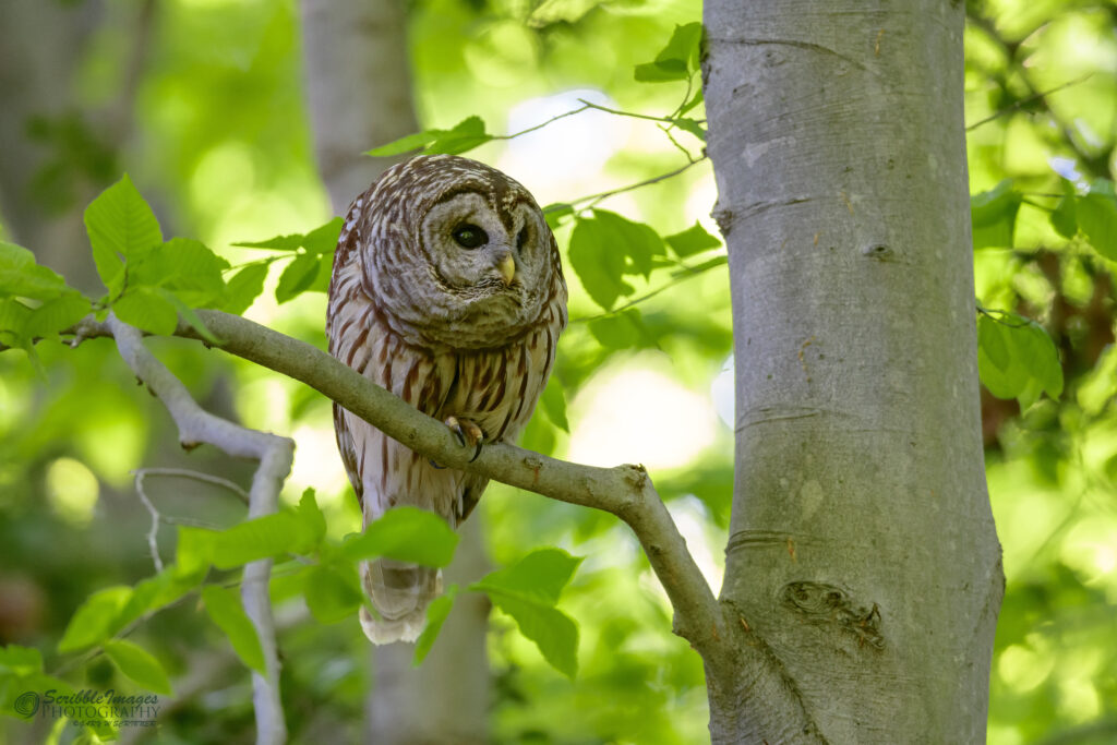 Juvenille Barred Owl