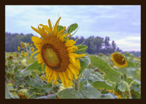 Sunflower Close Up!