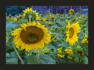 Sunflowers with Barn Background