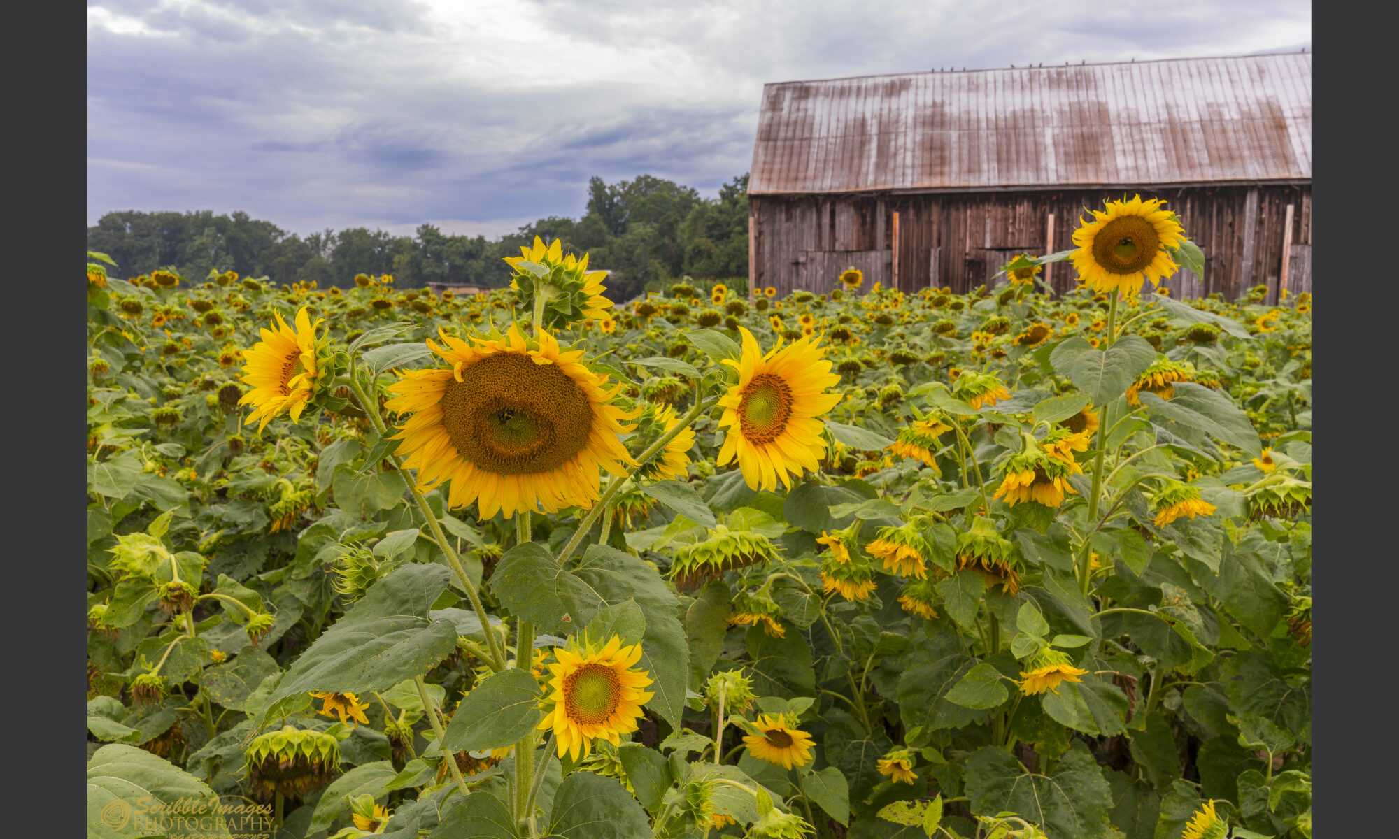 Sunflower Fields with Classic Barn Background