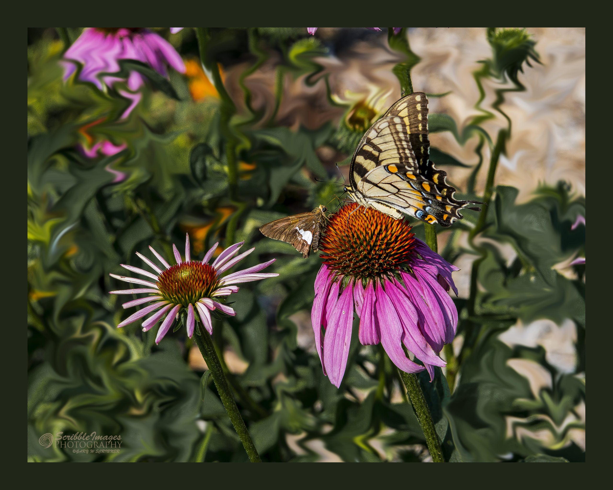 Butterfly & Moth Meet