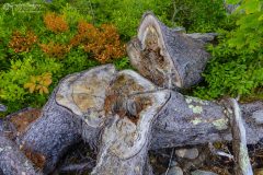 Stump and Trunk