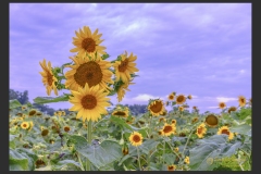 Dunkirk Sunflower Cluster