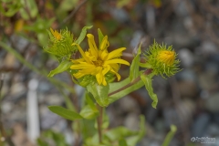 Sprouting Specimen