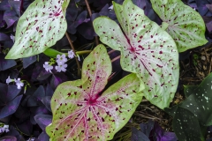 Caladiums