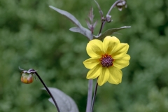 Yellow Standout