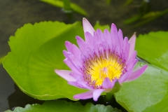 Water Lily