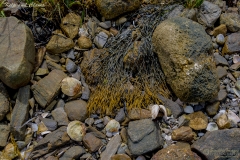 D75_6289 Kelp & Clams