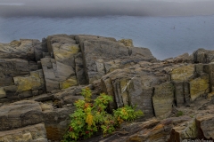 _D852619 Rock Flowers-5