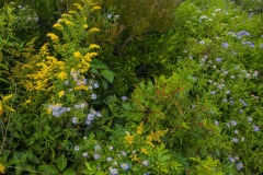 _D852700 Mainely Wildflowers3-5