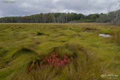 _D852989 Scarlet Island-5