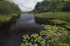 _D853028 Lily Pads-5