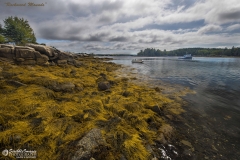 _D853161 Rockweed Mounds-5