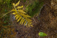 P1070398 Fern and Leaf