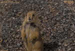 Attentive Prairie Dog