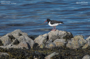 Oystercatcher