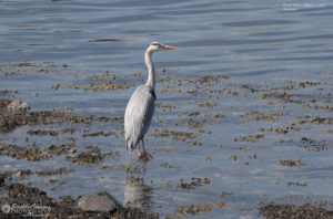 Grey Heron, Isle of Mull