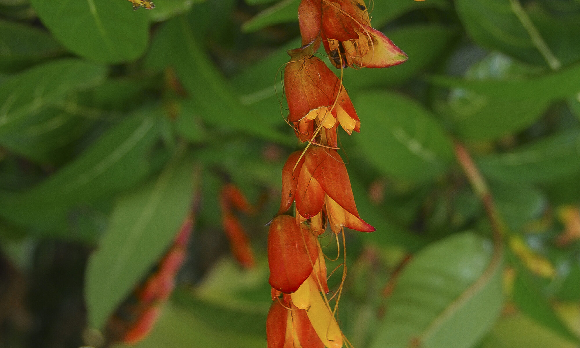 Orange Flowers, St. Georges