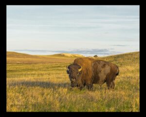 Bison Staredown