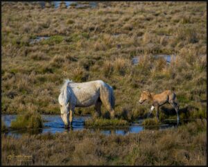 Chincoteague Ponies