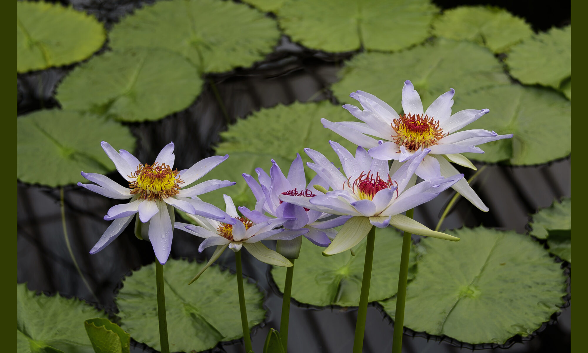 White Lilies with Pads