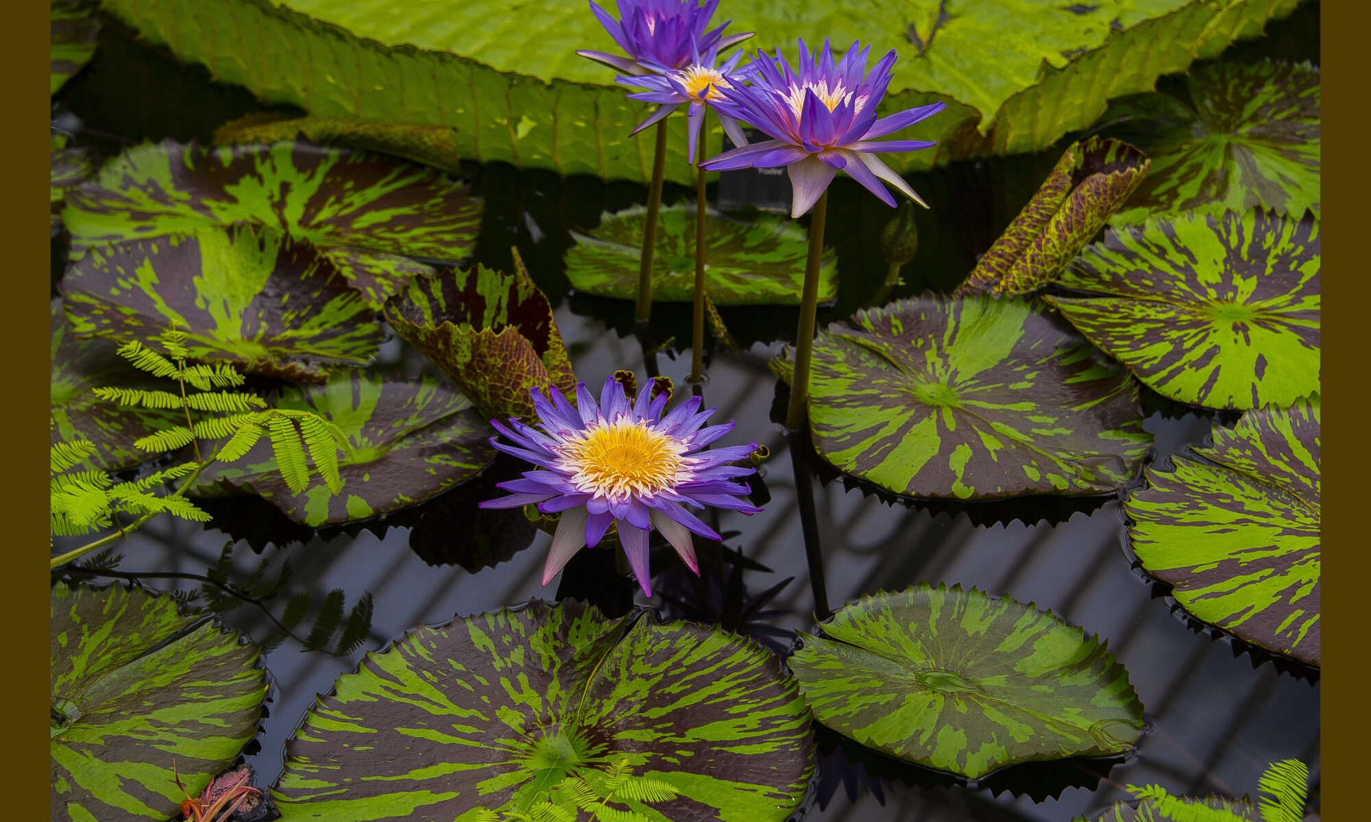 Kew Stowaway Blues