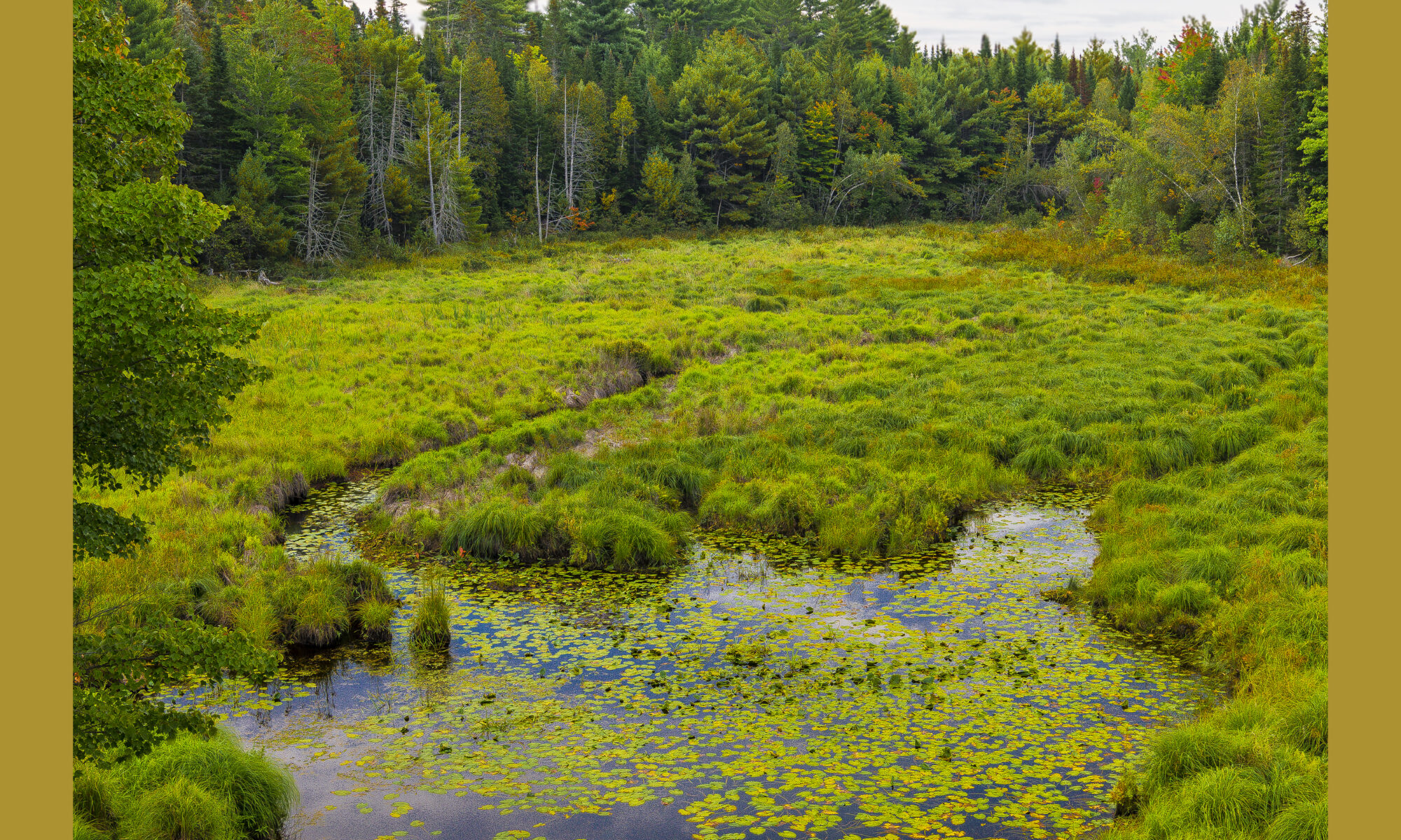 Cummings Bog