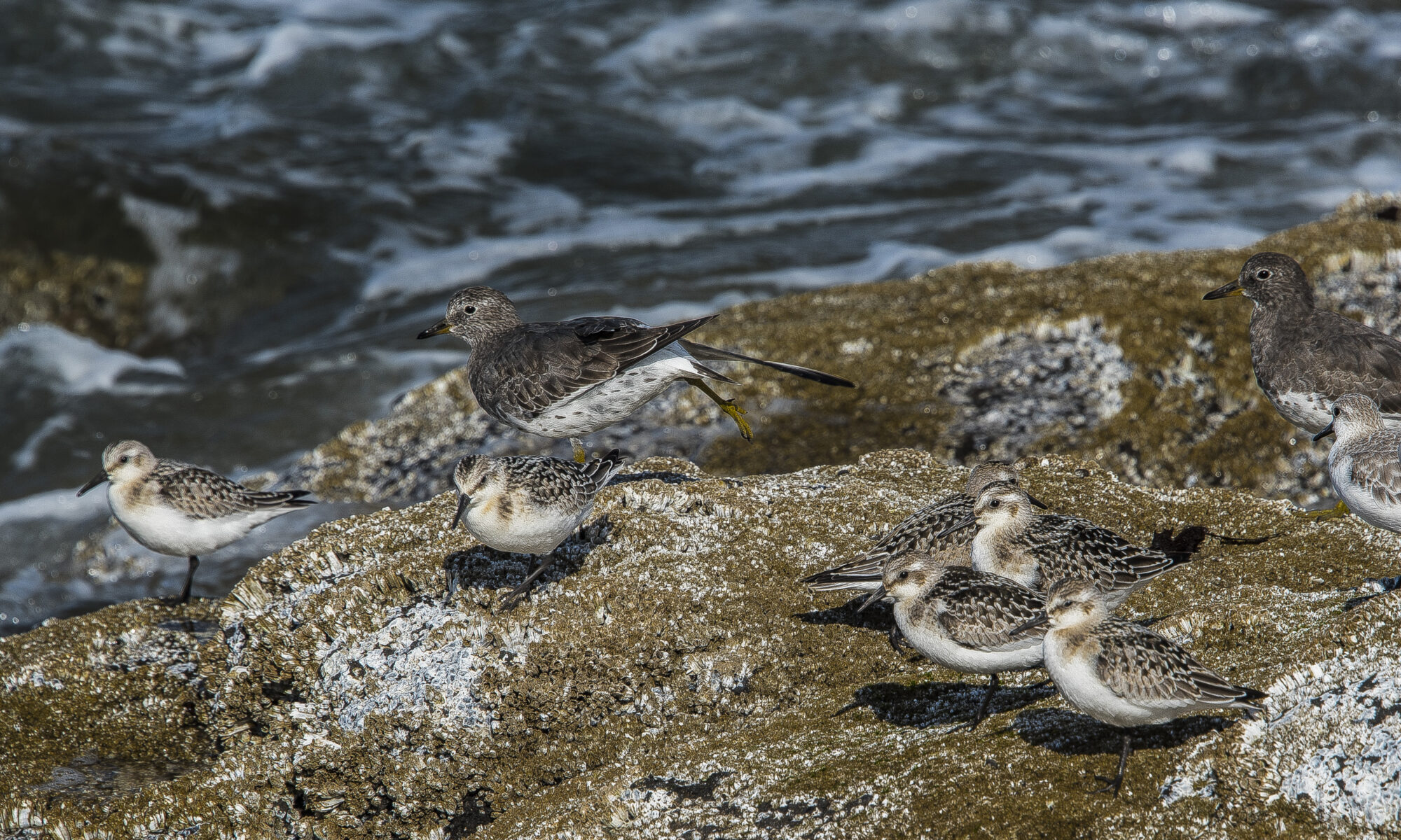 The Sandpipers