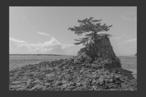 Lone Pine Tree on The Coast 