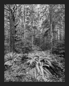 Forest Ferns