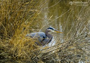 Heron on Fishing Creek