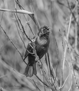 Red Wing Blackbird