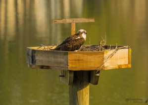 An osprey sits on its platform-nest waiting for its mate to arrive.