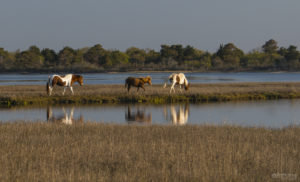 Three Chincoteague Ponies